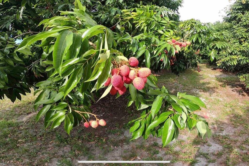 Ananda Farmhouse And Retreat. Lake Worth Beach Bagian luar foto